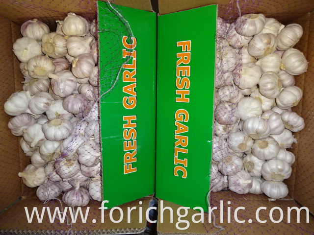 Good Quality Normal White Garlic